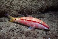 A Red Sea Goatfish
