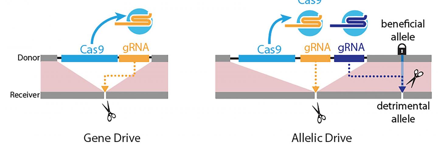 Gene-Drive Versus Allelic Drive