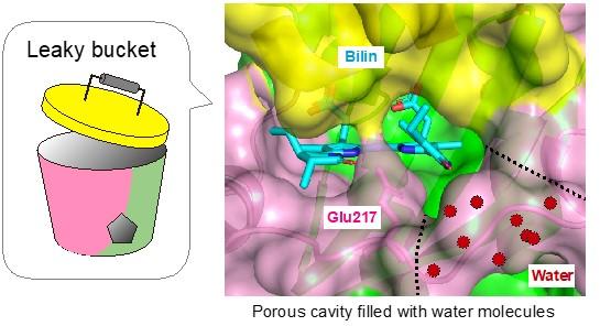 Unique leaky bucket structure of RcaE