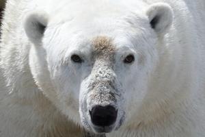 polar bear 2