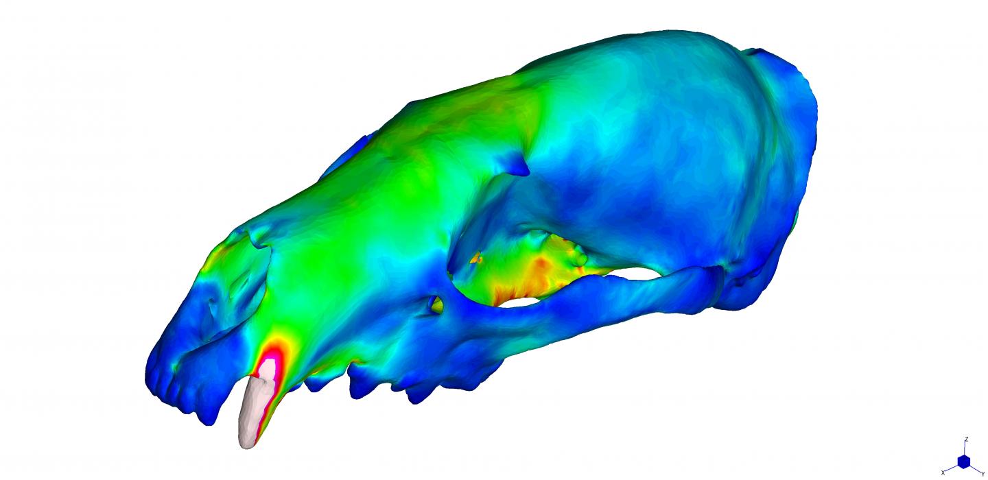 Surprise: Non-dietary Factors Played Important Role in Shaping Skulls of Carnivores