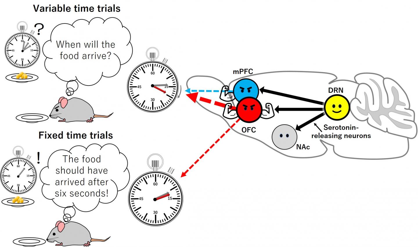 The serotonin effect on waiting time in different brain areas
