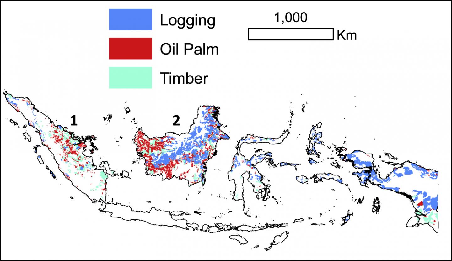 Logging, Oil Palm, Timber Consessions in Indonesia