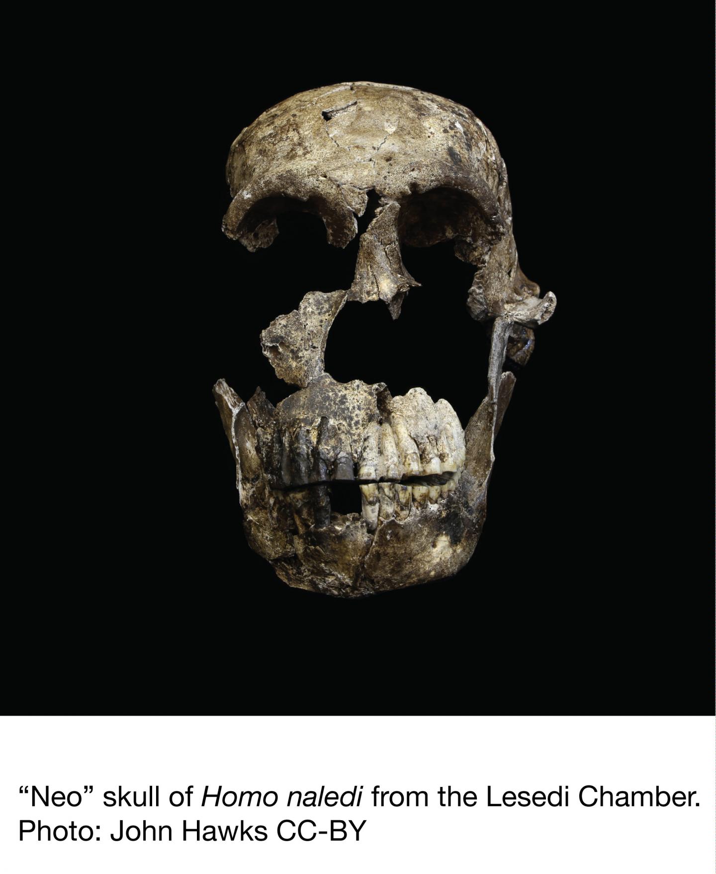 <em>Homo naledi </em>Skull