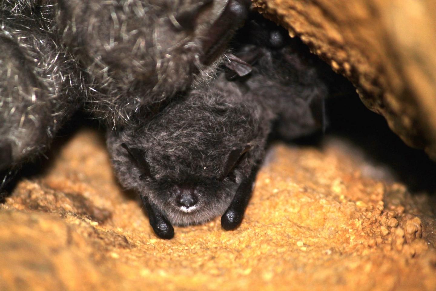 Big-Footed Myotis