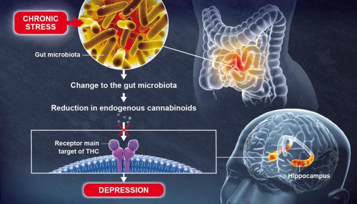 Gut microbiota and mood regulation