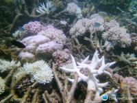 Coral Bleaching Threatens the Diversity of Reef Fish (1 of 2)