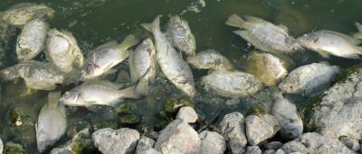 Tilapia Farm, Israel