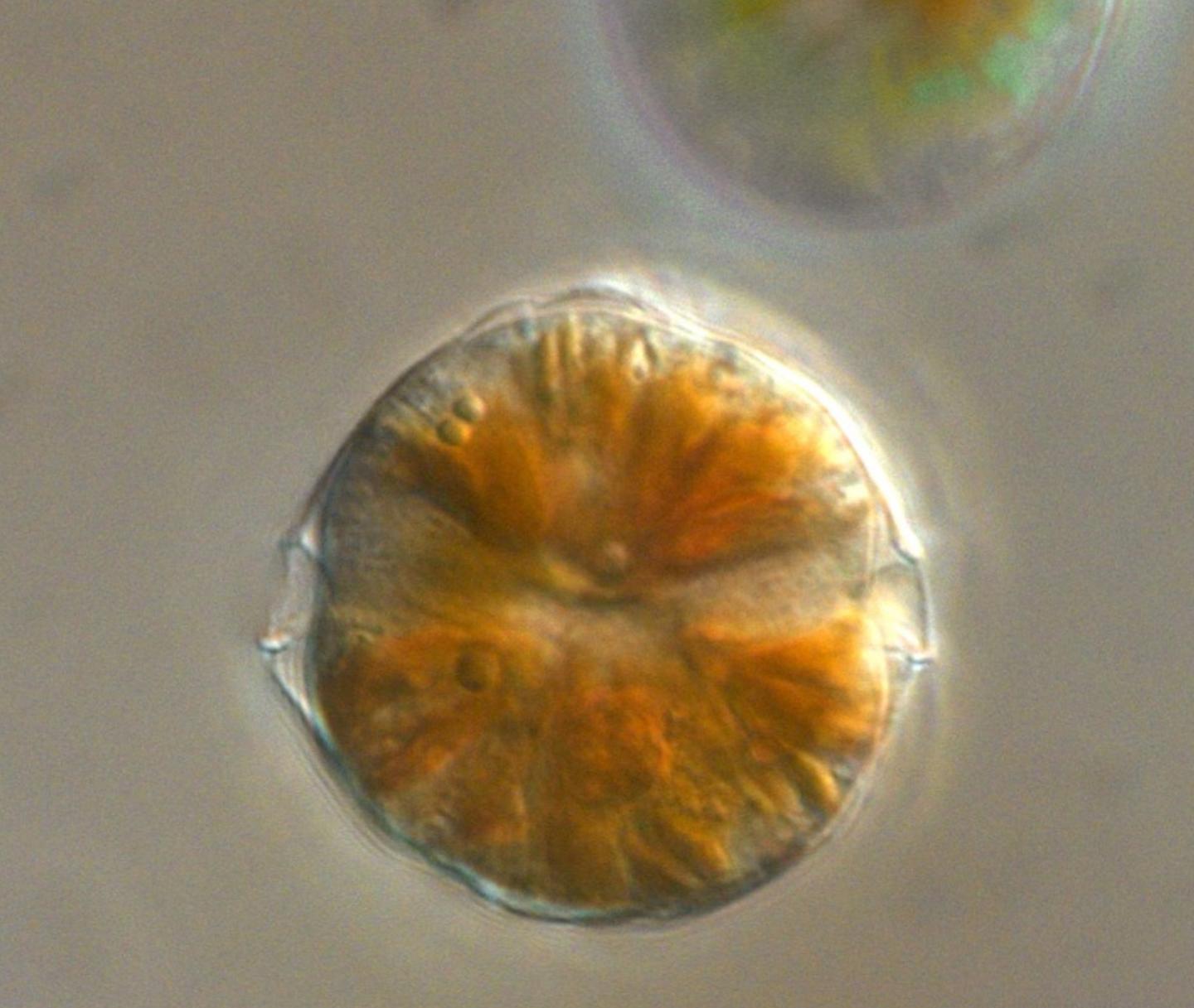 Dinoflagellate Alexandrium