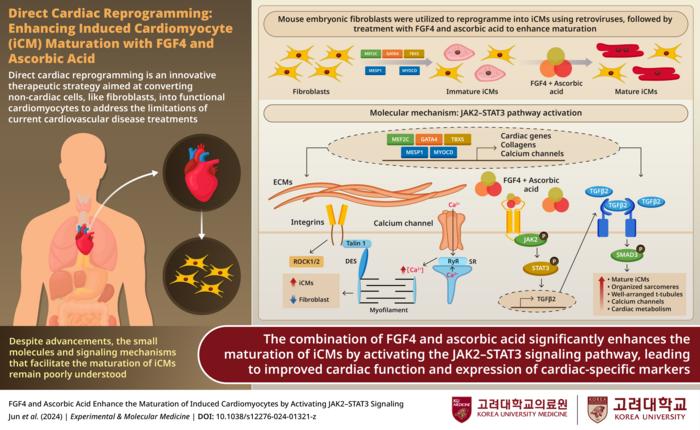 Pathway to Trans-differentiated Cardiomyocyte Maturation