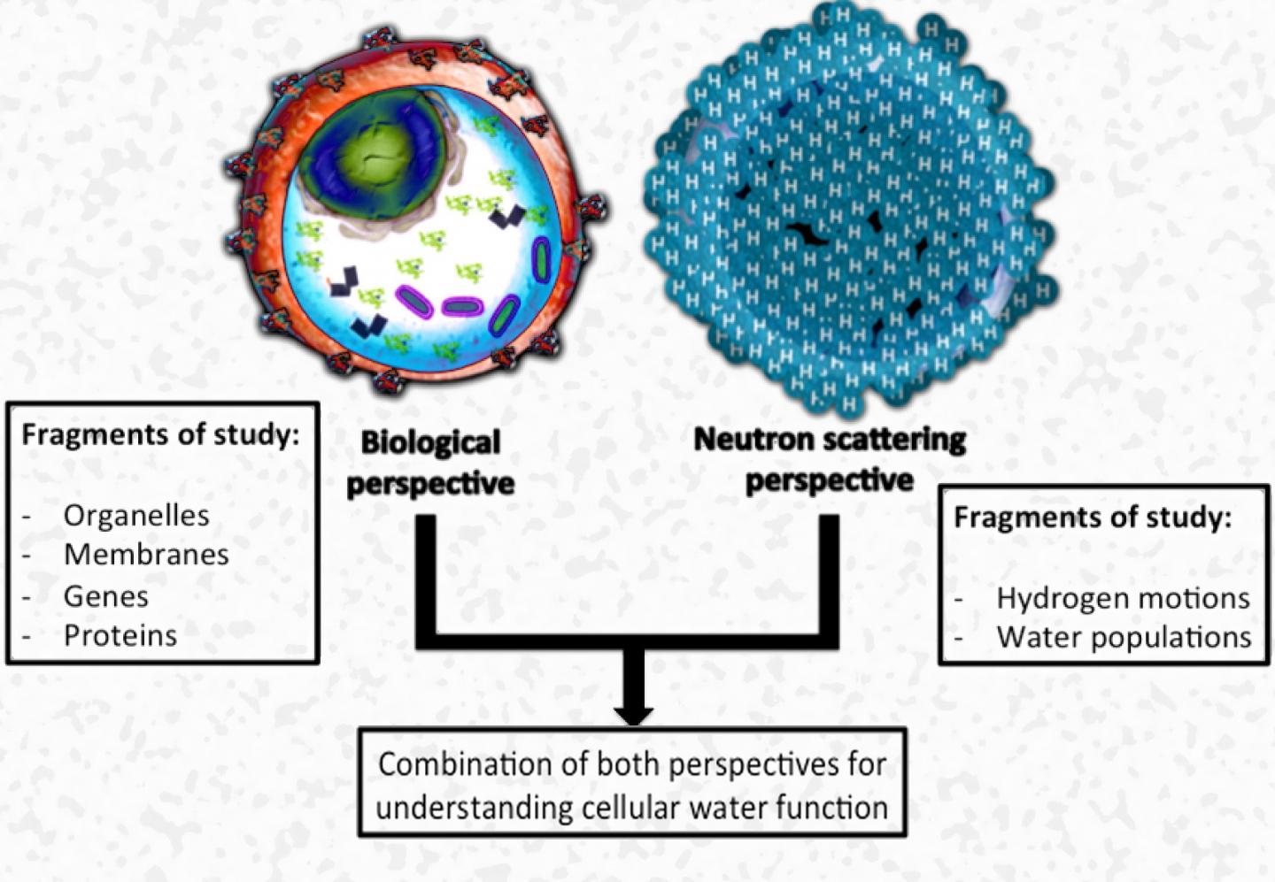 Illustration of the Biological and the Materials Science Perspective of a Breast Cancer Cell