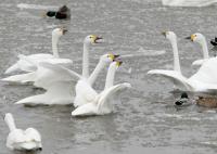 Berwick's swans