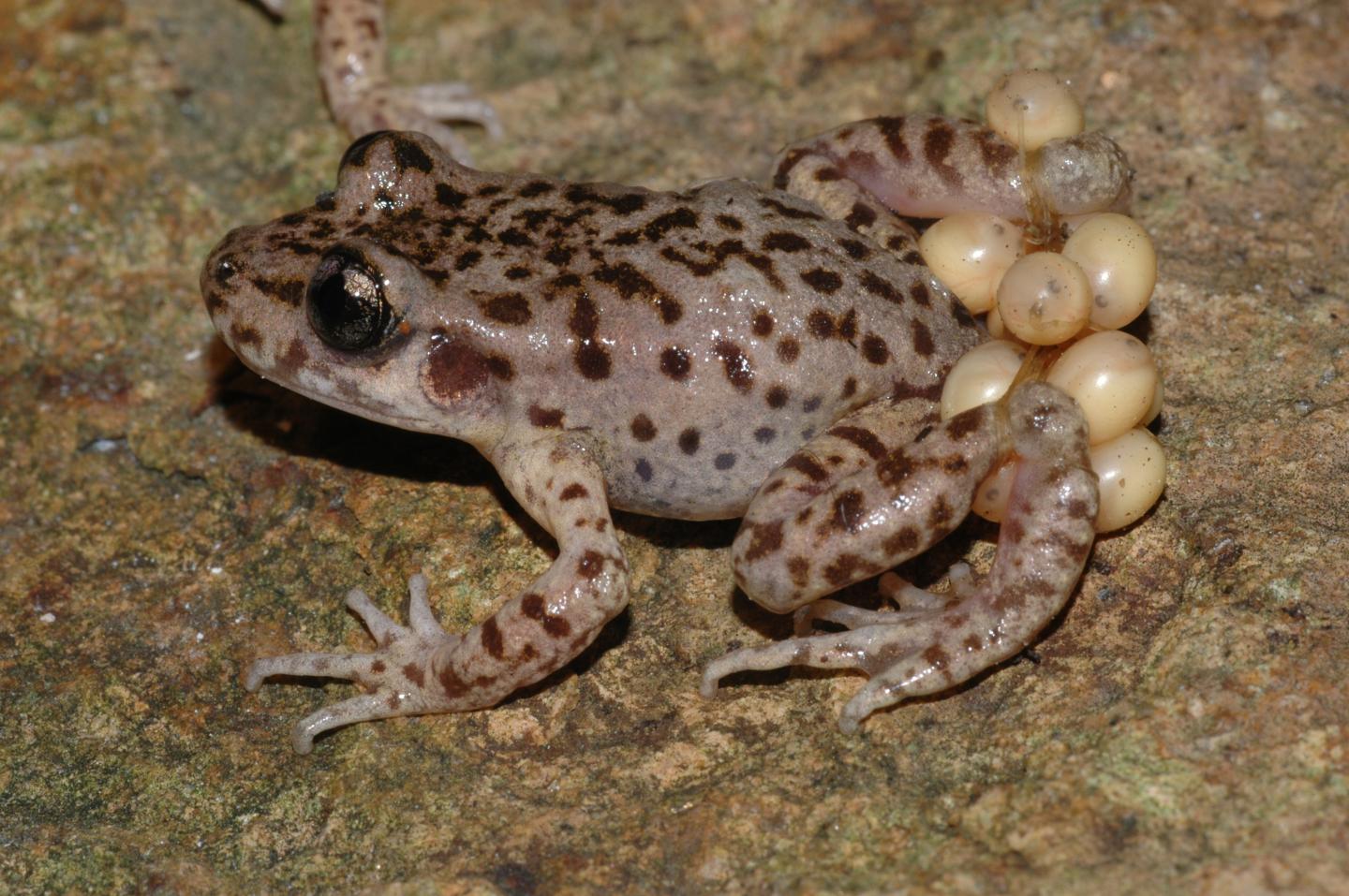 Mallorcan Midwife Toad (1 of 3)