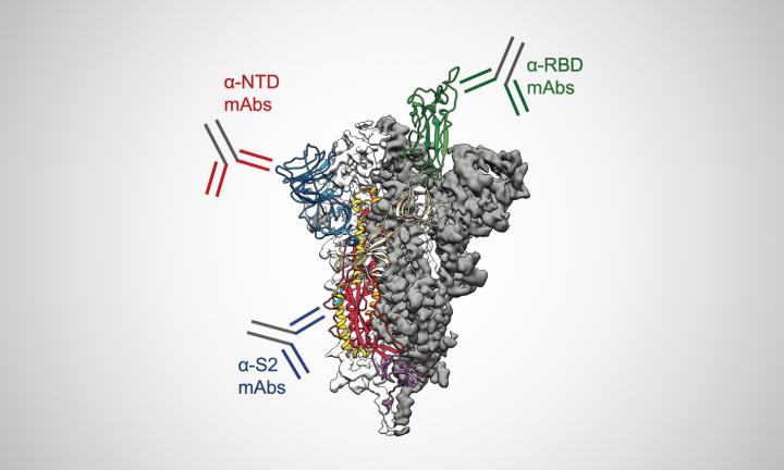 Antibodies Target Many Parts of SARS-CoV-2 Spike Protein