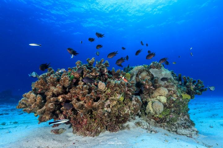Damselfish in the Great Barrier Reef