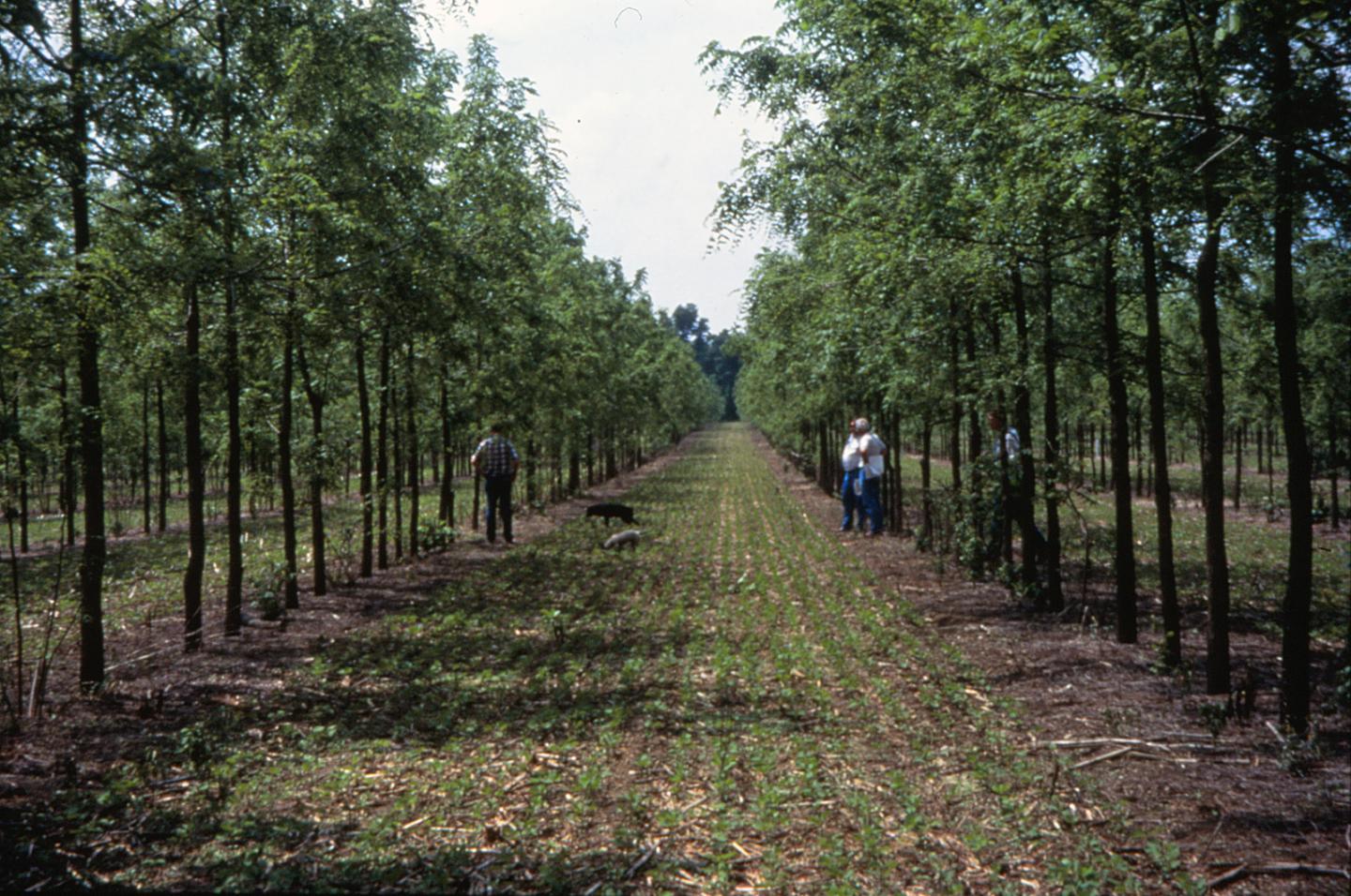 Tree Alley