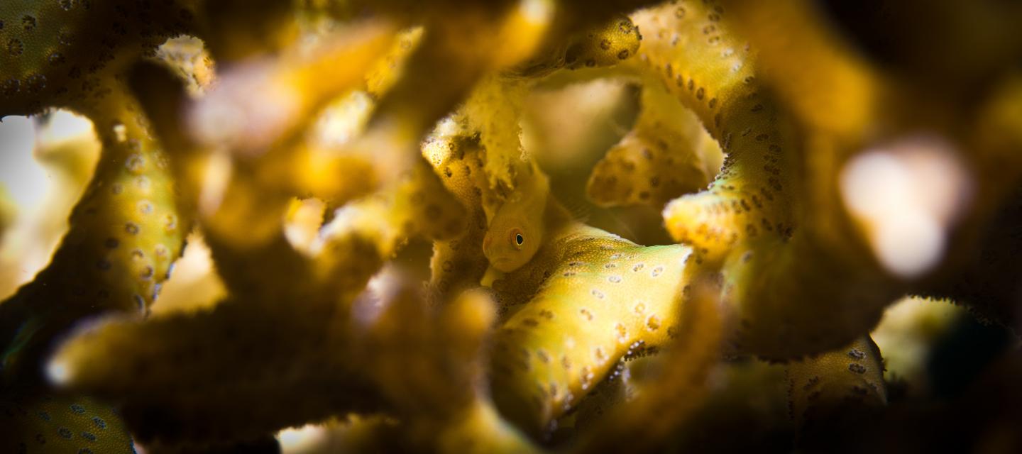 Juvenile emerald coral goby