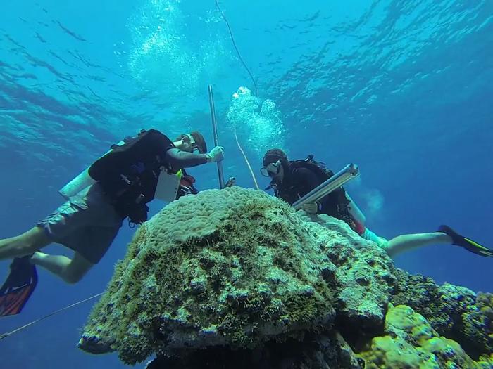 Removing a skeletal core from a coral colony in the Coral Sea