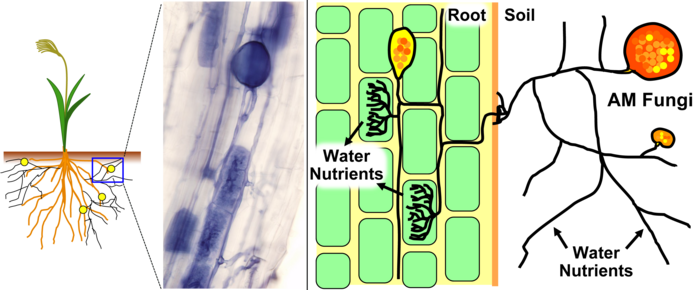 Arbuscular mycorrhizal fungi in roots
