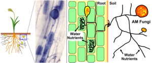 Arbuscular mycorrhizal fungi in roots