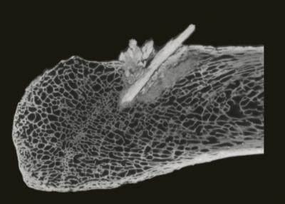 Evidence From A Pre-Clovis Mastodon Hunt (5 O | EurekAlert!