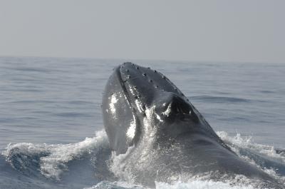 How Many Humpbacks Existed in the North Atlantic? (1 of 3)