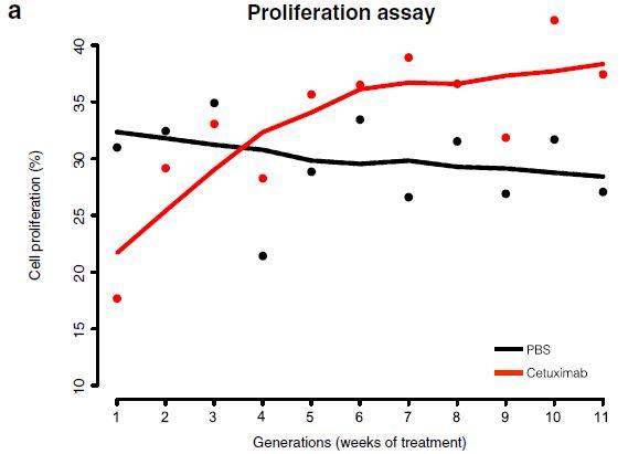 Proliferation Assay