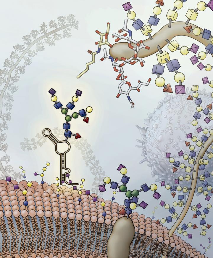 glycoRNA in cell