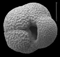 Planktic Foraminifera