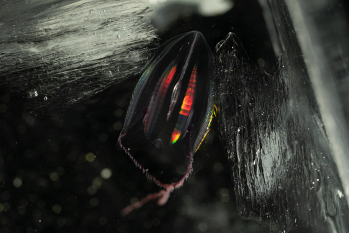 A Callianira cristata comb jelly