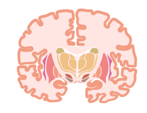 A delta opioid receptor agonist, KNT-127, exerts anti-stress and anti-depressant activity in mouse model