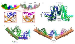 Cryo-EM structure of PvrA-DNA complex