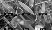 Ancient algae found deep in tropical glacier | EurekAlert!