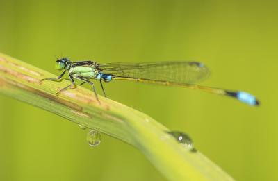 <i>Ischnura senegalensis</i>