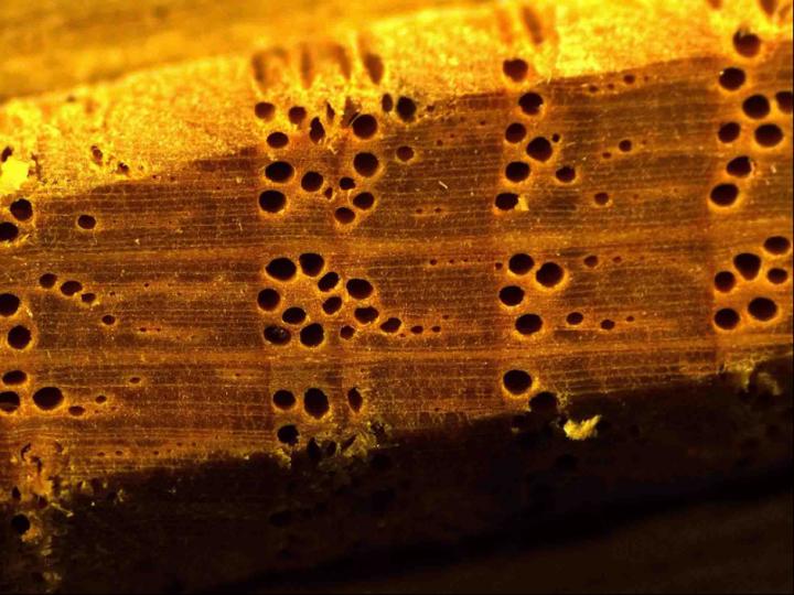 European oak magnification