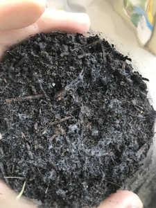 Soil surface showing fungal growth (white mycelium) in an antibiotic treated microcosm.