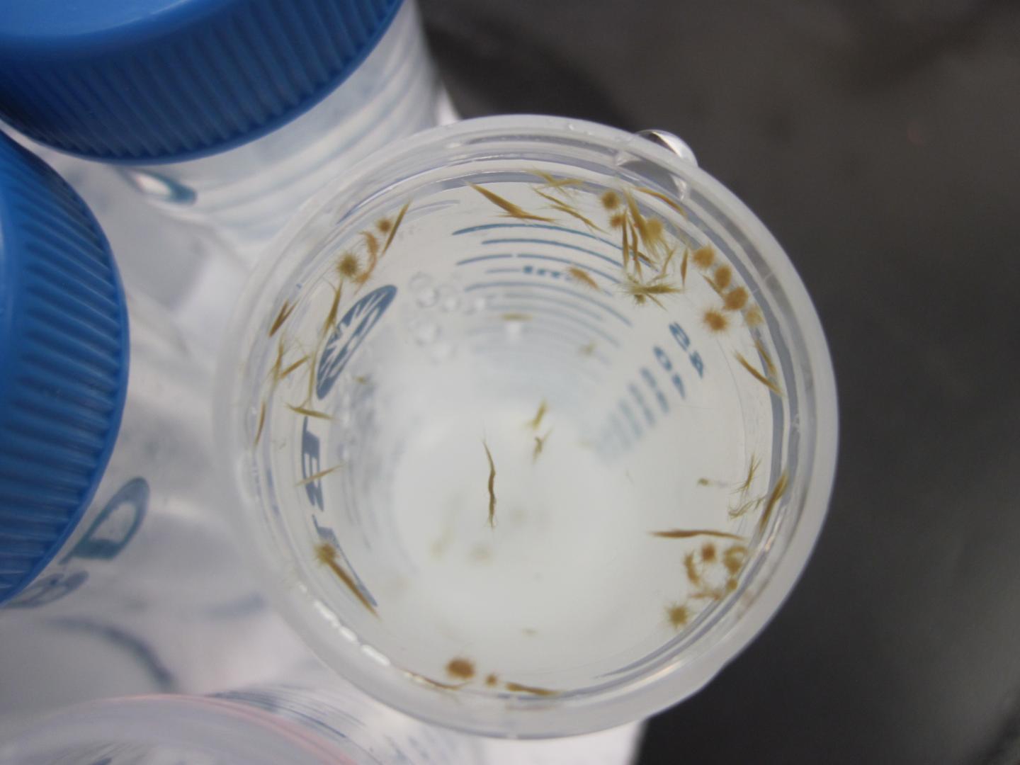 <I>Trichodesmium</I> Shapes