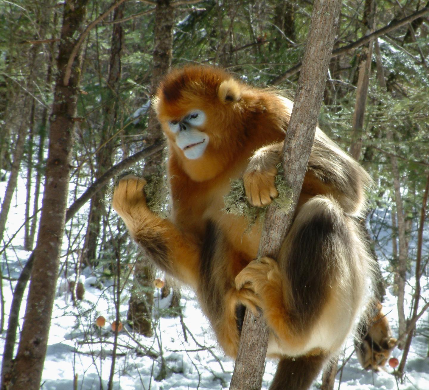 A Golden Snub-Nosed Monkey