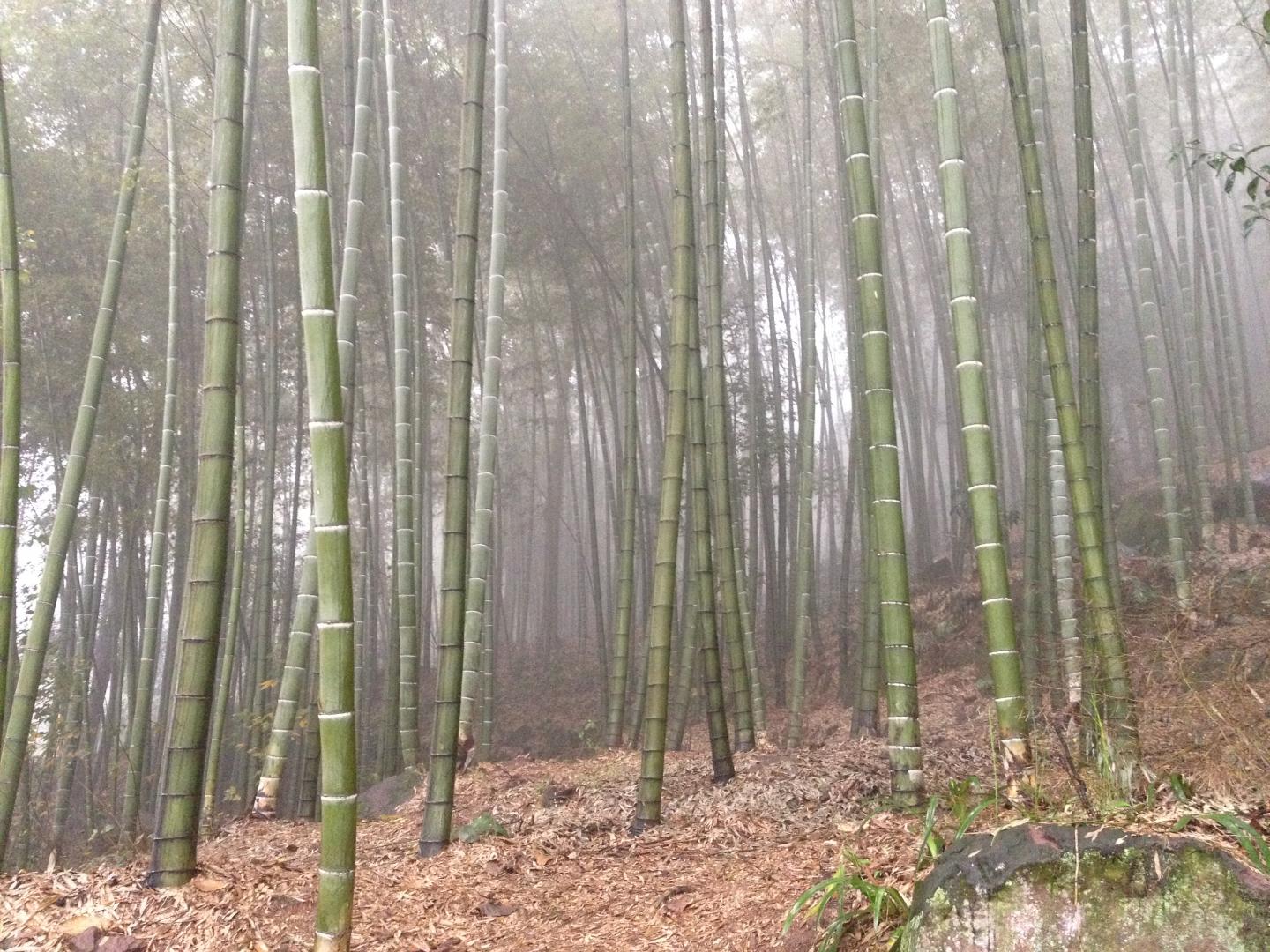 Monocrop Bamboo Forest in Sichuan Province, China