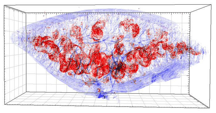 3D reconstruction of murine spleen tissue