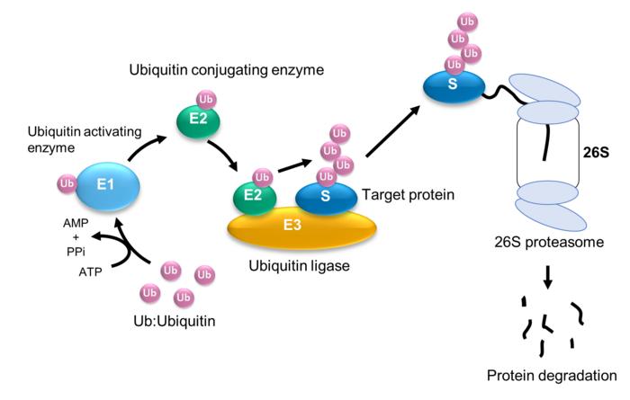 EurekAlert! Science News Releases Biology Diagrams