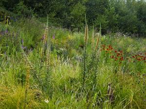 Pollinator Pathmaker Eden Project Edition