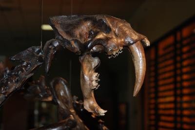 Saber-toothed Cat Skeleton