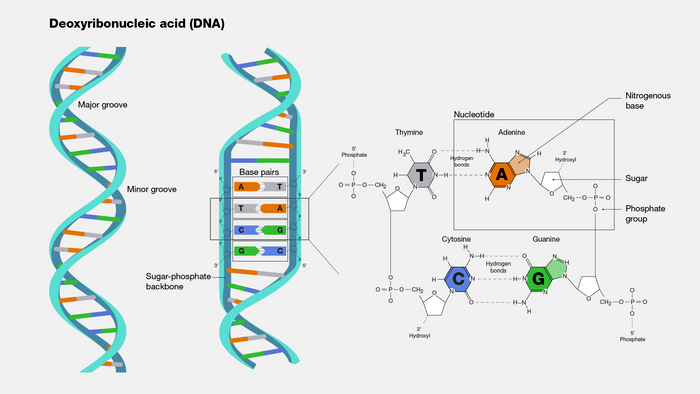 DNA structure: AT and GC bonds
