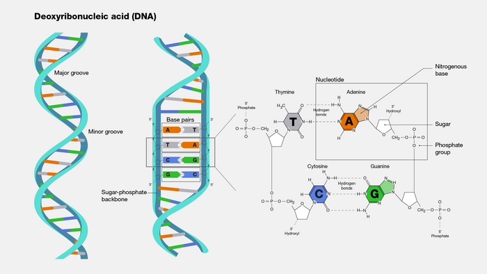 dna-structure-at-and-gc-bonds-image-eurekalert-science-news-releases