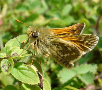 Silver-Spotted Skipper Butterfly