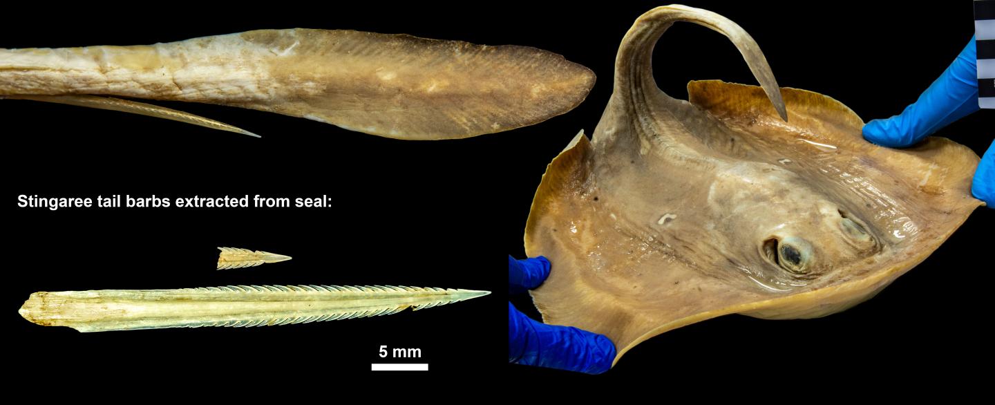 Spines and Barbs Found in Fur Seal