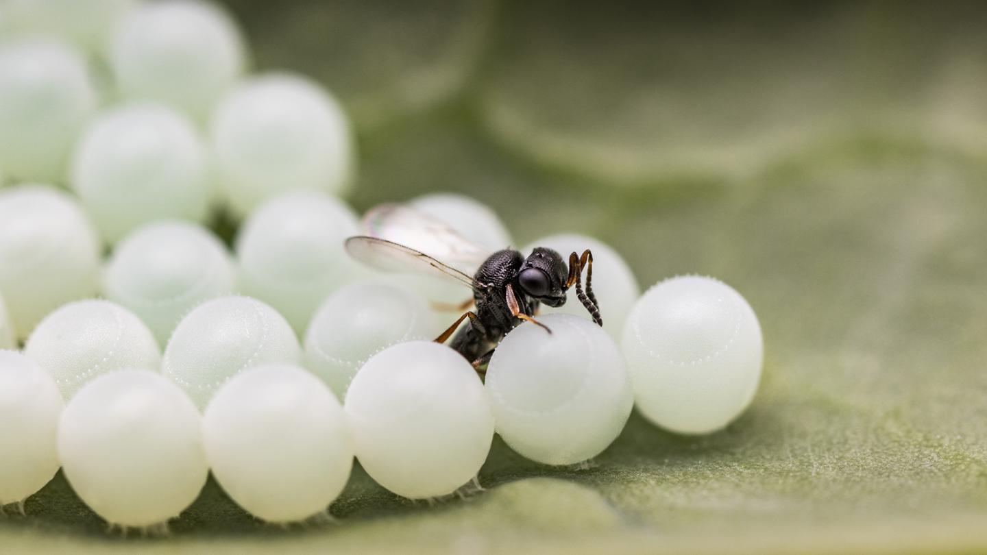 A Samurai Wasp Laying An Egg