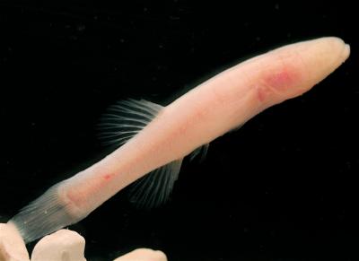 The Hoosier Cavefish