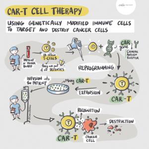 https://www.cnio.es/en/news/a-new-car-t-cell-therapy-tricks-cancer-cells-with-a-decoy-to-increase-treatment-efficiency-in-b-cell-acute-lymphoblastic-leukaemia/